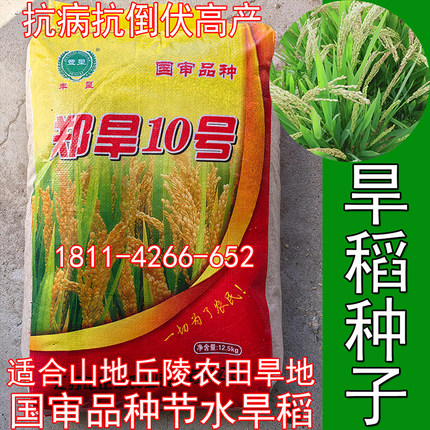 旱稻种子郑旱10号山地丘陵旱地播种节水稻谷常规香米粳稻籼稻糯稻