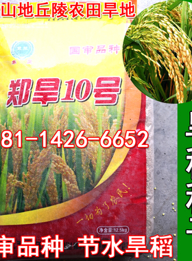 旱稻种子郑旱10号山地丘陵旱地香米节水稻谷直播常规粳稻籼稻糯稻