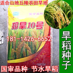 旱稻种子 郑旱10号 山地丘陵旱地播种稻谷 郑旱9号 粳稻籼稻糯稻