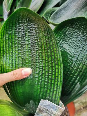 君子兰 君子兰苗 宽叶兰和尚 带花苞  一物一拍 特价  包邮