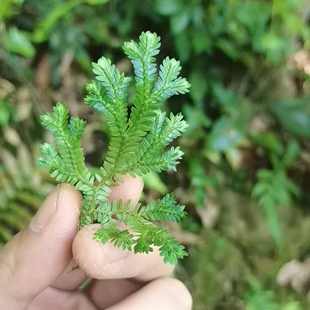 野生迷你蕨类植物淡蓝光珊瑚翠云草雨林造景素材爬藤植物