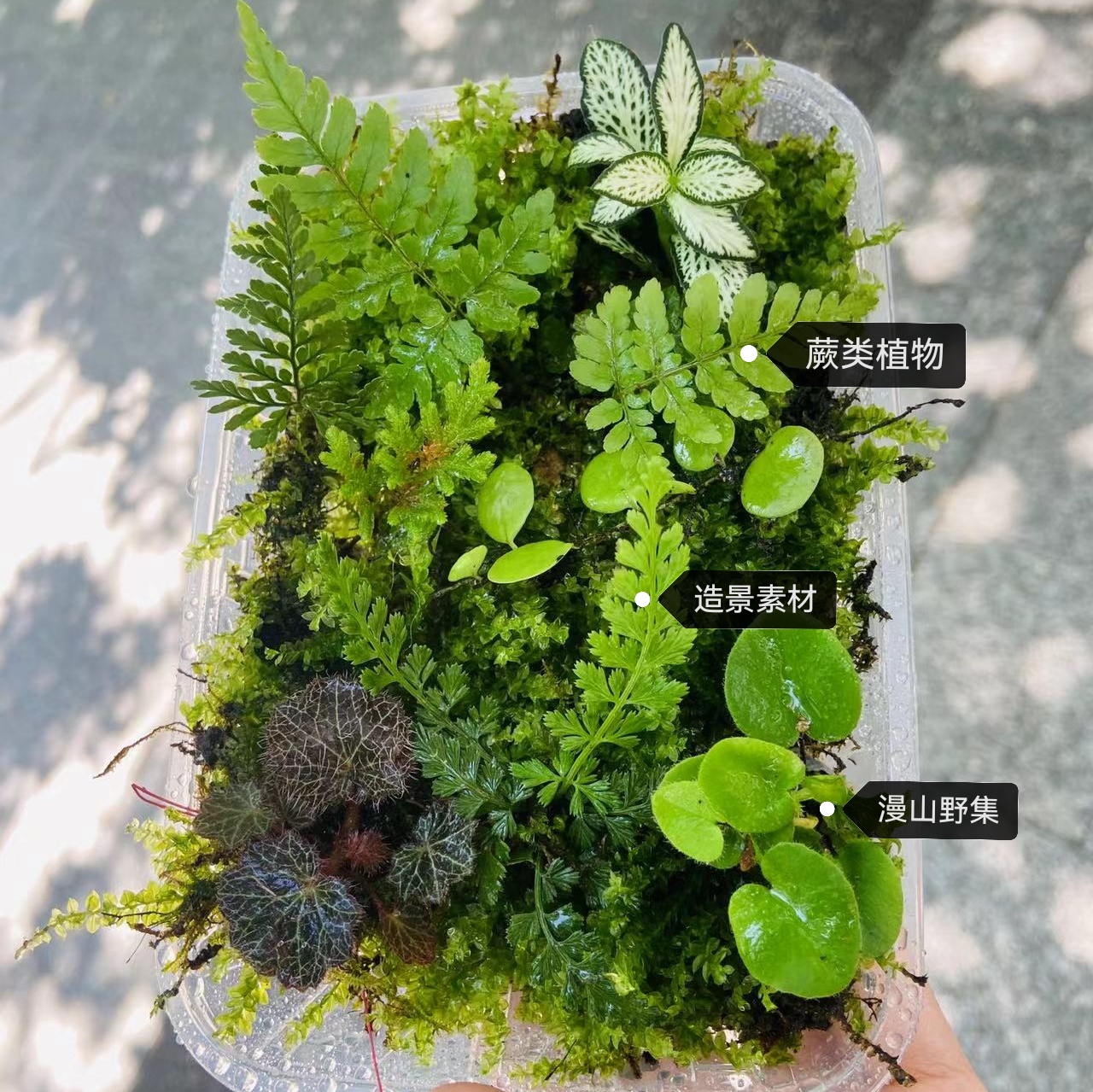 微景观迷你原生态造景蕨类植物雨林缸水陆缸乌龟缸室内教学专用