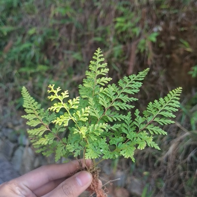 中型主景鳞毛蕨贯众蕨蕨类绿植雨林缸水陆缸假山造景原生态素材
