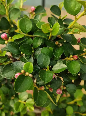 珍珠梅盆栽植物花苗造型花卉平枝栒子带花小盆景阳台室内庭院观花