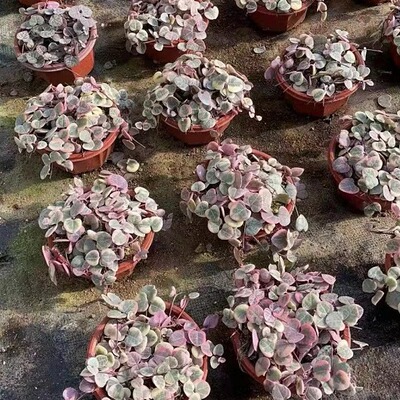 爱之蔓锦一寸心锦多肉垂钓植物阳