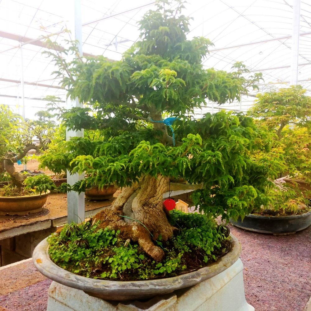 日本红枫盆景红舞姬盆栽老桩四季