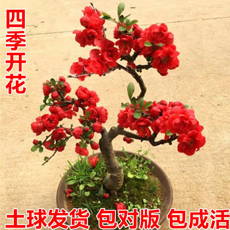 重瓣海棠花盆栽苗植物四季室内外日本原生垂丝海棠长寿冠木本花卉
