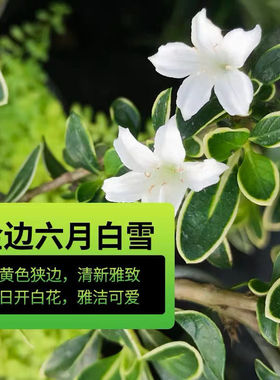六月雪盆景小盆栽白花重瓣微型造型实物禅意老桩四季常青桌面盆景