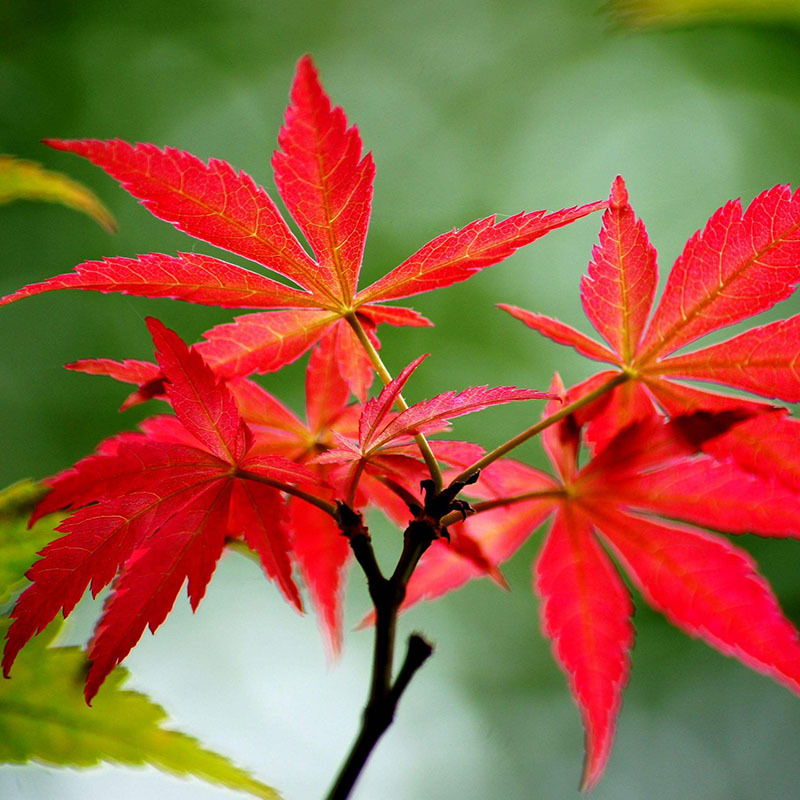 日本红枫陶瓷盆栽绿植四季红火美
