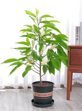 浓香白兰花盆栽树苗带花苞玉兰花室内花卉庭院植物黄角兰开花