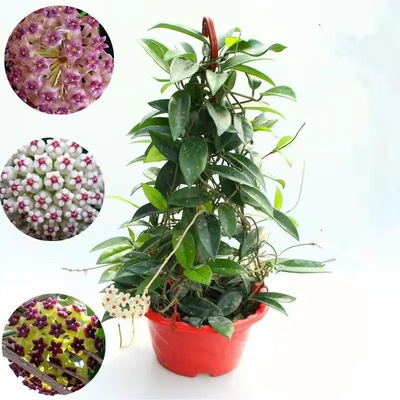 球兰花盆栽大苗垂吊铃兰带花四季