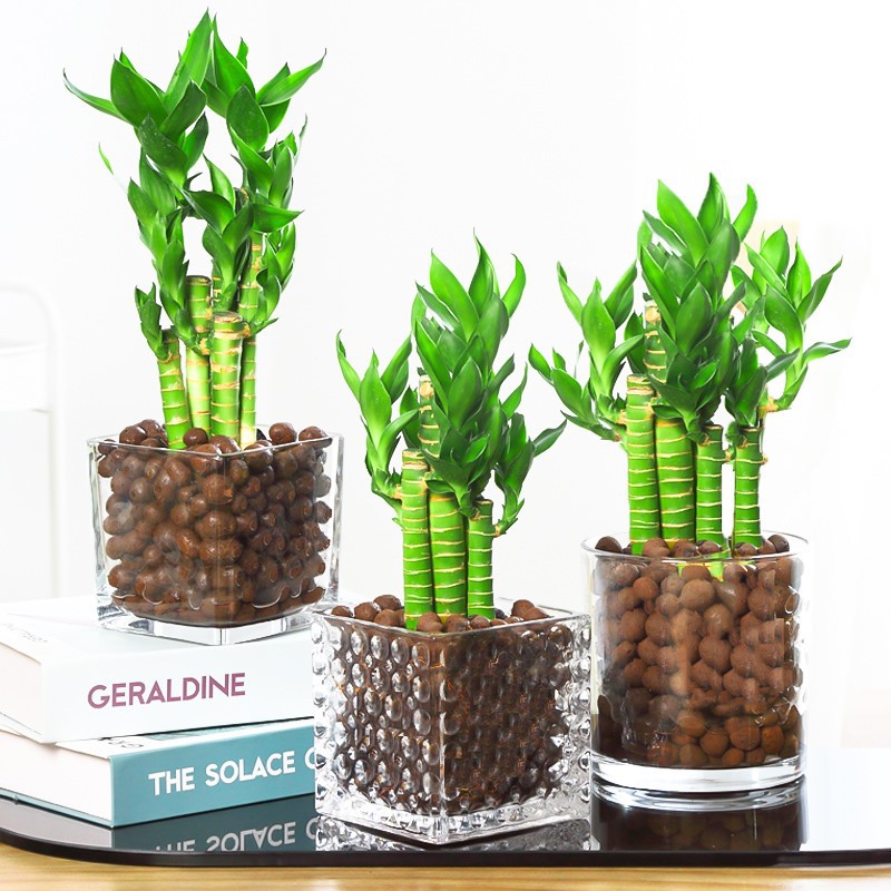 水培带根荷花竹文昌竹盆栽室内花