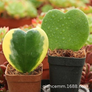 心叶球兰锦一片心球兰盆栽情人球兰心型叶片带盆栽好桌面多肉植物