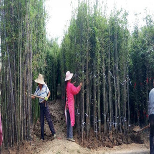 苗圃紫竹苗金镶玉竹青竹竹苗竹根庭院彩色竹子小苗耐寒观赏