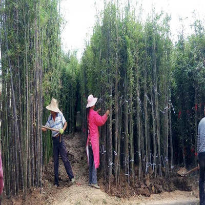 苗圃批发紫竹苗金镶玉竹青竹竹苗