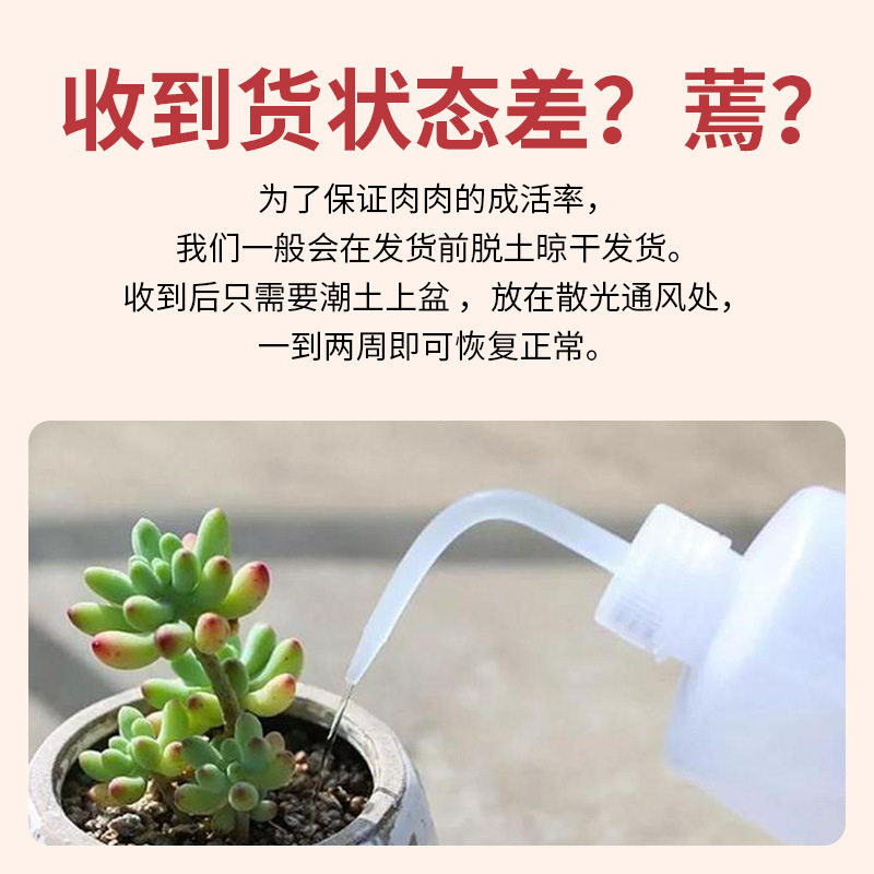 多肉植物多肉砍头苗多肉穴盘苗基地直发多肉小苗多肉穴盆小苗