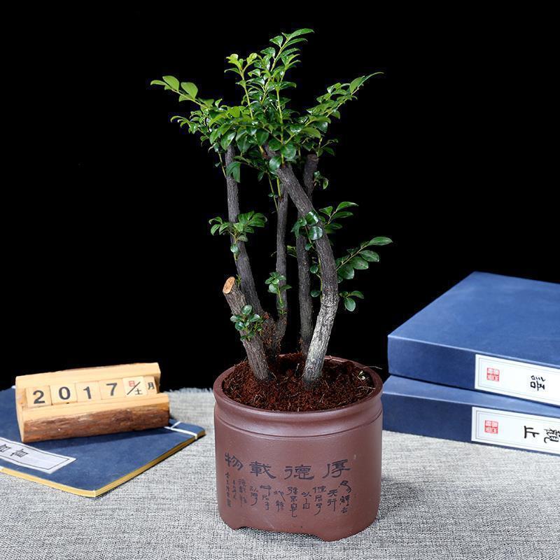 小叶紫檀树苗紫檀盆景室内常绿植