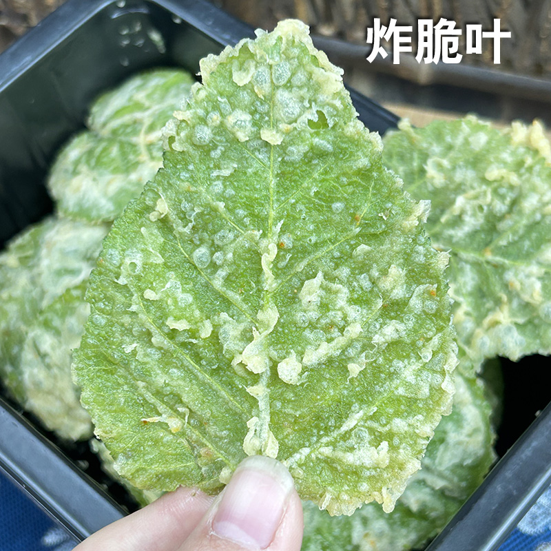 翠叶裹粉桑叶油炸美食半成品菜