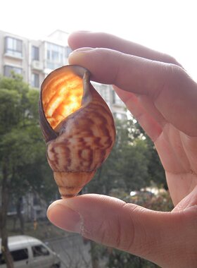 餐饮食用白玉蜗牛法国替换壳