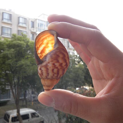 餐饮食用蜗牛壳白玉蜗牛壳法国蜗牛壳法式焗蜗牛壳寄居蟹替换壳