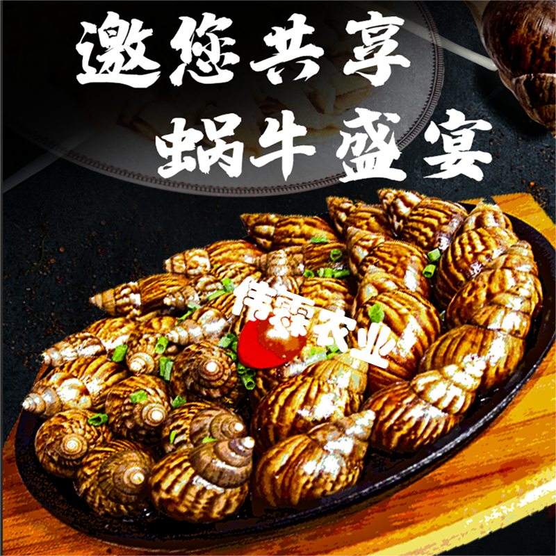 即食蜗牛麻辣白玉蜗牛肉麻辣大蜗牛熟食餐饮食材蜗牛宴席菜品15只