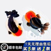 精品三色玛丽熊猫金鱼泰狮玛丽短尾F1冷淡水观赏宠物鱼苗新手好养