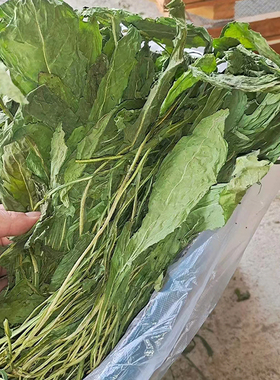 25年新烘干菊苣草兔子龙猫豚鼠干草长肉草尿不臭母兔下奶净重1斤