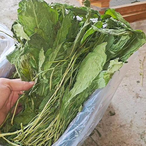 菊苣草兔子龙猫豚鼠干草发腮长胖