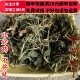 同品质 满28 紫花地丁 同德 50g 可打粉 包邮
