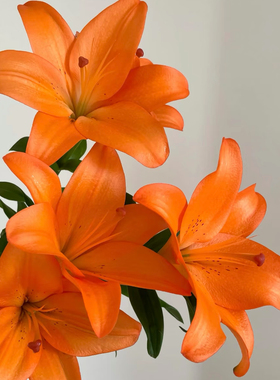 橙色梦想亚百合七夕花束生日礼物送女友闺蜜开业鲜花真花云南顺丰