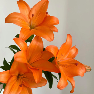 橙色梦想亚百合七夕花束生日礼物送女友闺蜜开业鲜花真花云南顺丰