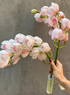 诱惑大花蕙兰鲜花