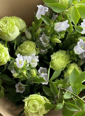 夏天清新绿色玫瑰小乔鲜花鲜切云南基地直发家用插花毕业花束真花