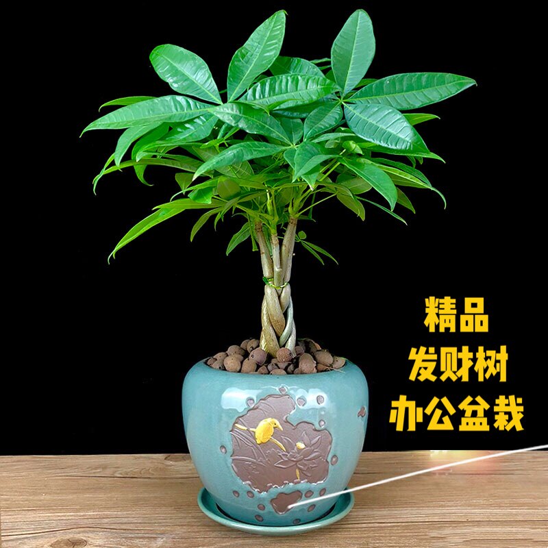 五辫子发财树盆栽植物室内客厅招财小摆件真树桌面盆景五辫摇钱树