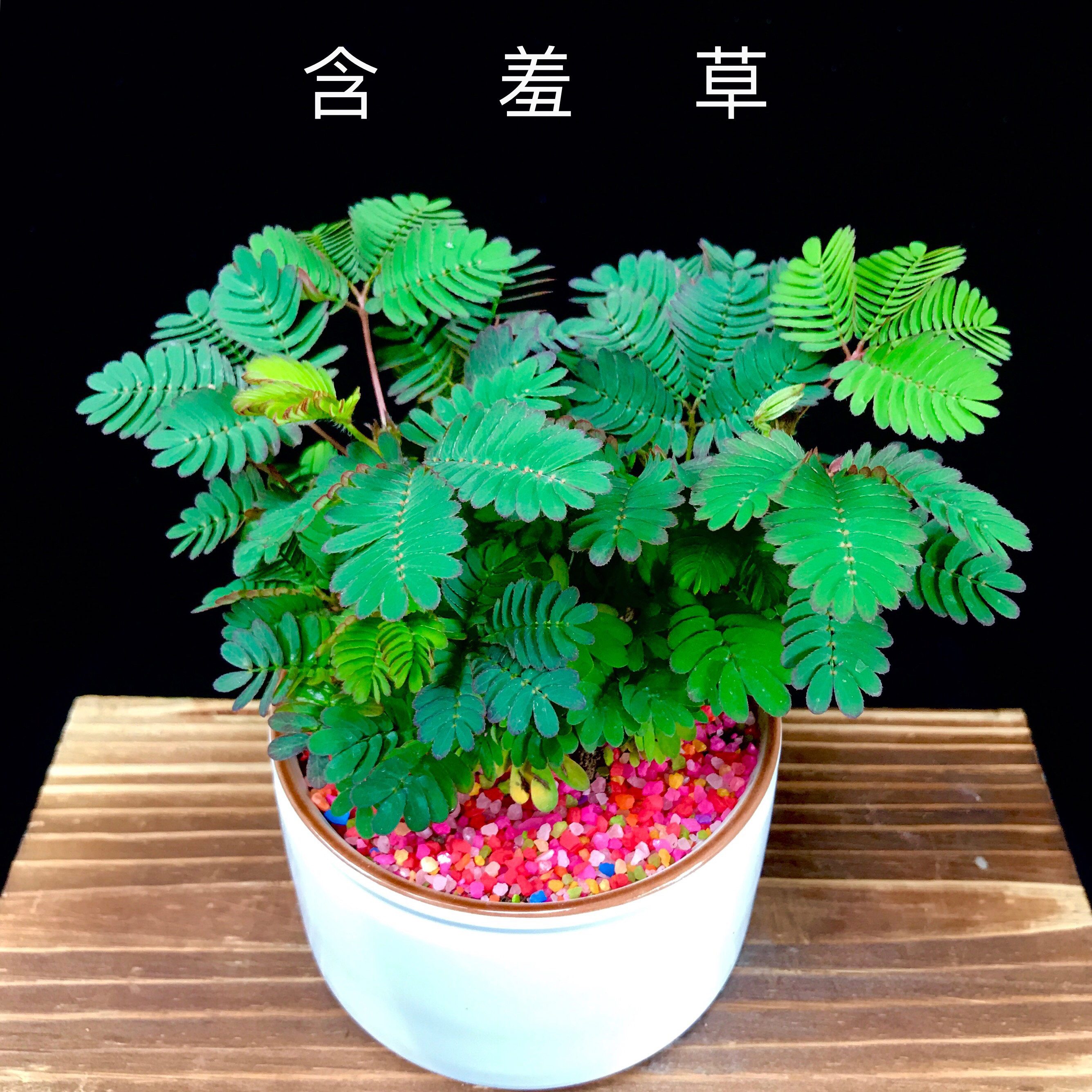 含羞草盆栽害羞草植物迷你室内电脑防辐射净化空气四季常青绿植趣