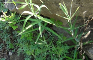 新鲜鸡头黄精苗黄鸡菜笔管菜爪子参老虎姜鸡爪参鸡头参。