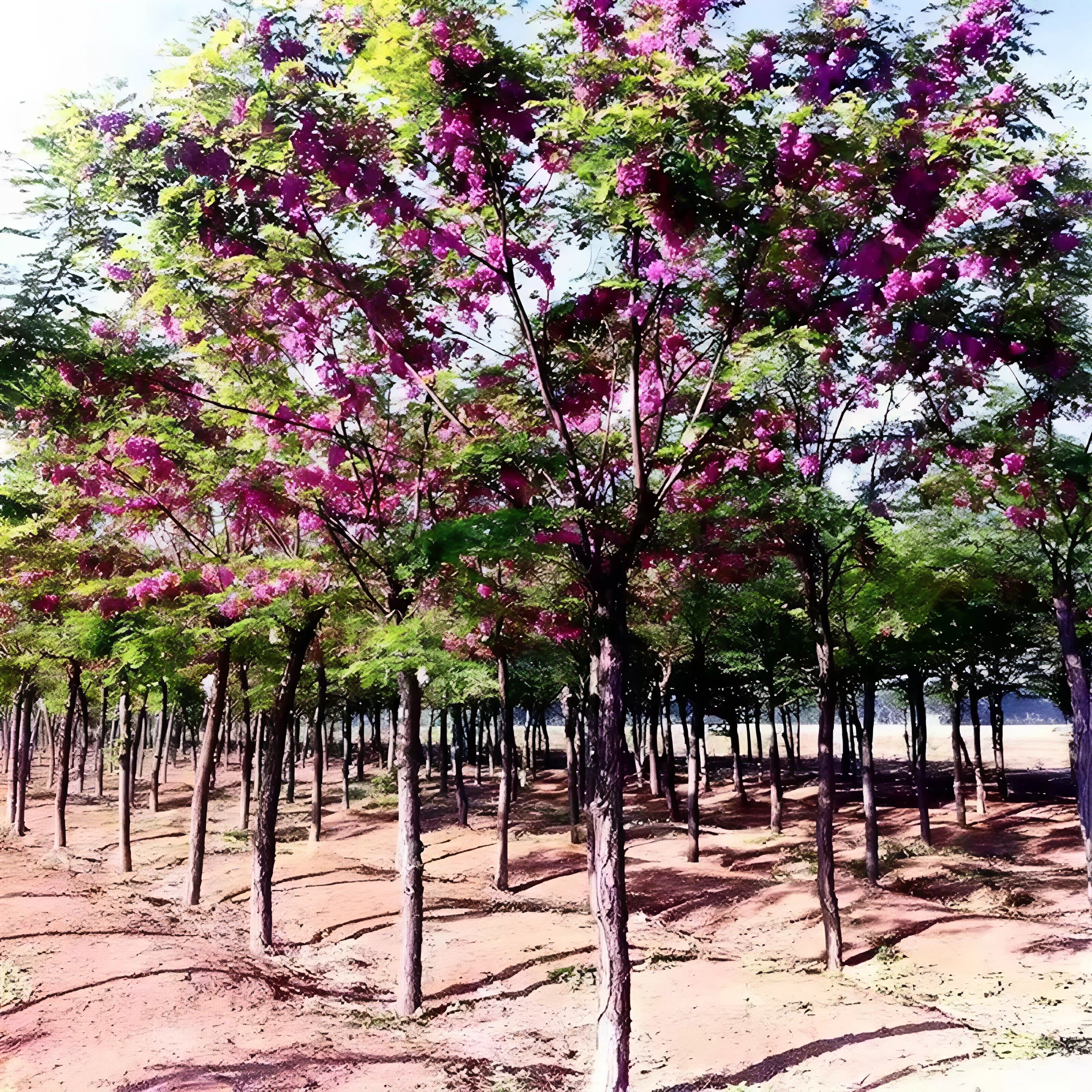 香花槐树苗富贵树槐花苗红花槐树苗庭院绿化花卉花园植物洋槐树苗