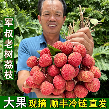 军叔荔枝 新鲜高州老树桂味5斤顺丰广东茂名水果糯米仙进糍妃子奉