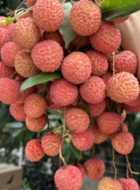 军叔桂味糯米糍荔枝珍贵美味顺丰