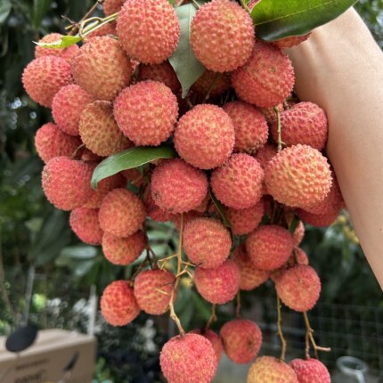 军叔桂味糯米荔枝新鲜现摘广东茂名高州岭南水果老树白糖糍罂顺丰