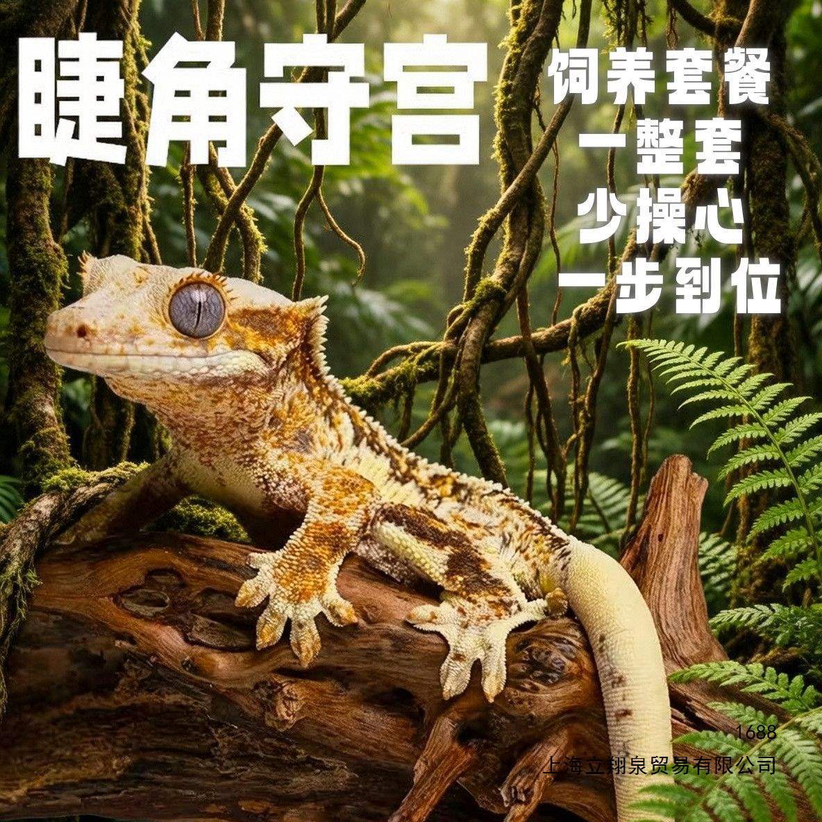 睫角守宫蜥蜴网红异宠活体宿舍宠物爬宠莉莉白新手入门级温顺