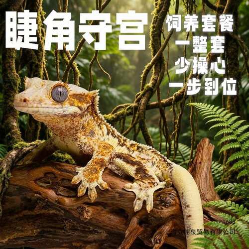 睫角守宫蜥蜴网红异宠活体宿舍宠物爬宠莉莉白新手入门级温顺