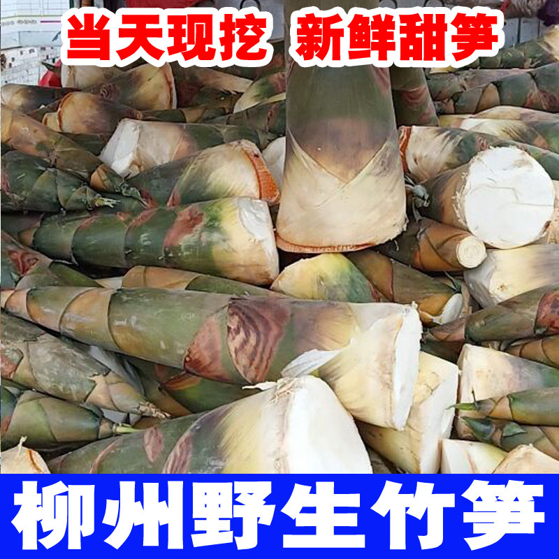 广西新鲜大头笋麻竹笋