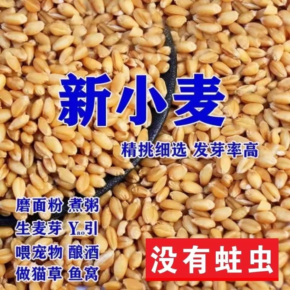 农家小麦粒带皮小麦喂鸡鸟鸽子鸽粮饲料钓鱼饵料打窝酿酒5斤100斤