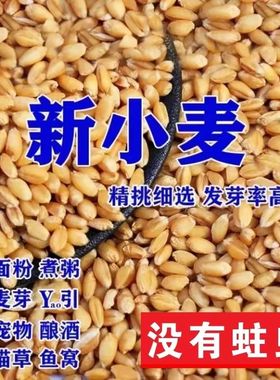 农家小麦粒带皮小麦喂鸡鸟鸽子鸽粮饲料钓鱼饵料打窝酿酒5斤100斤