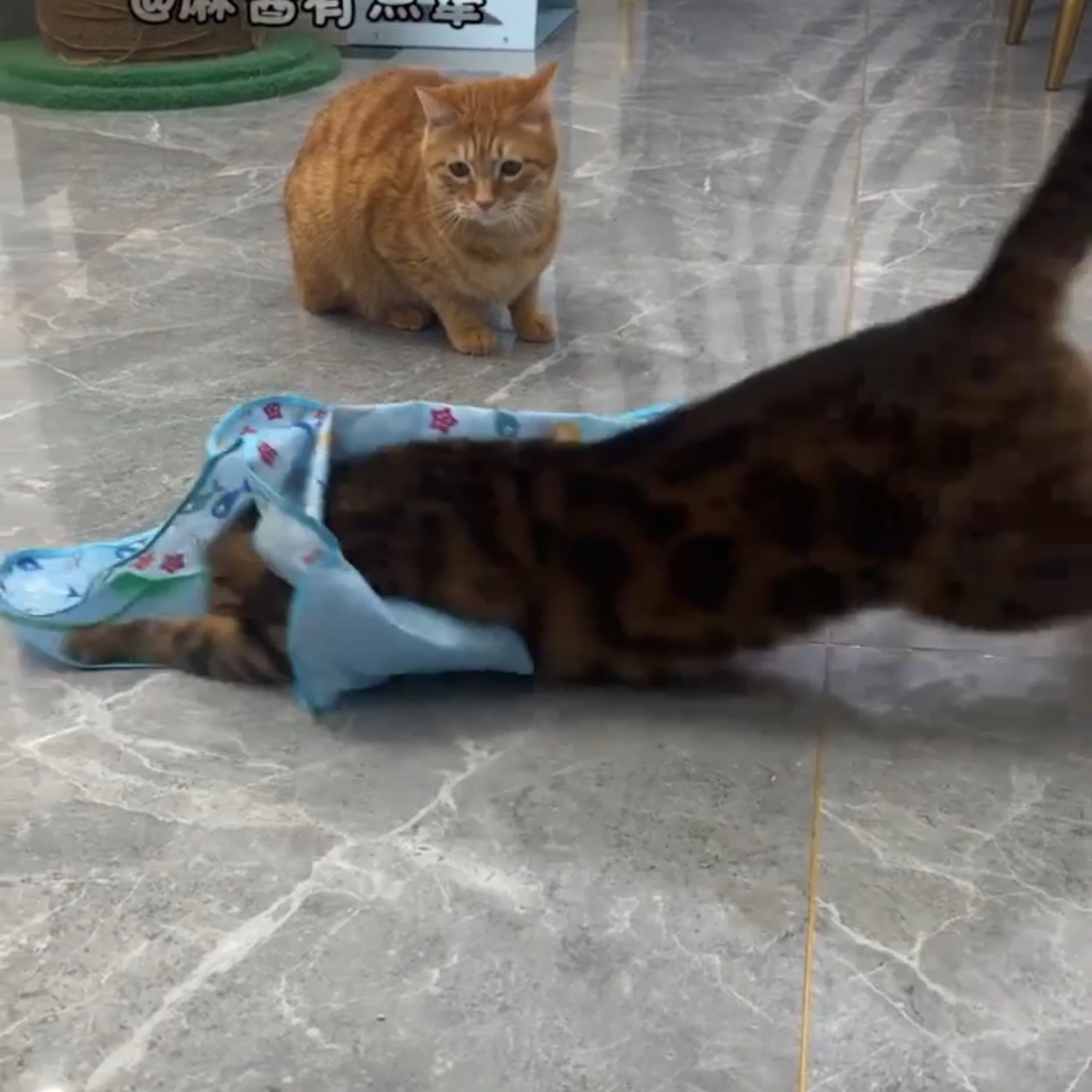 亚马逊新款自动逗猫器宠物猫咪捕猎躲藏罩自嗨解闷逗趣互动玩具
