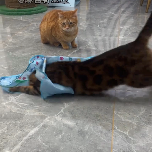 亚马逊新款自动逗猫器宠物猫咪捕猎躲藏罩自嗨解闷逗趣互动玩具