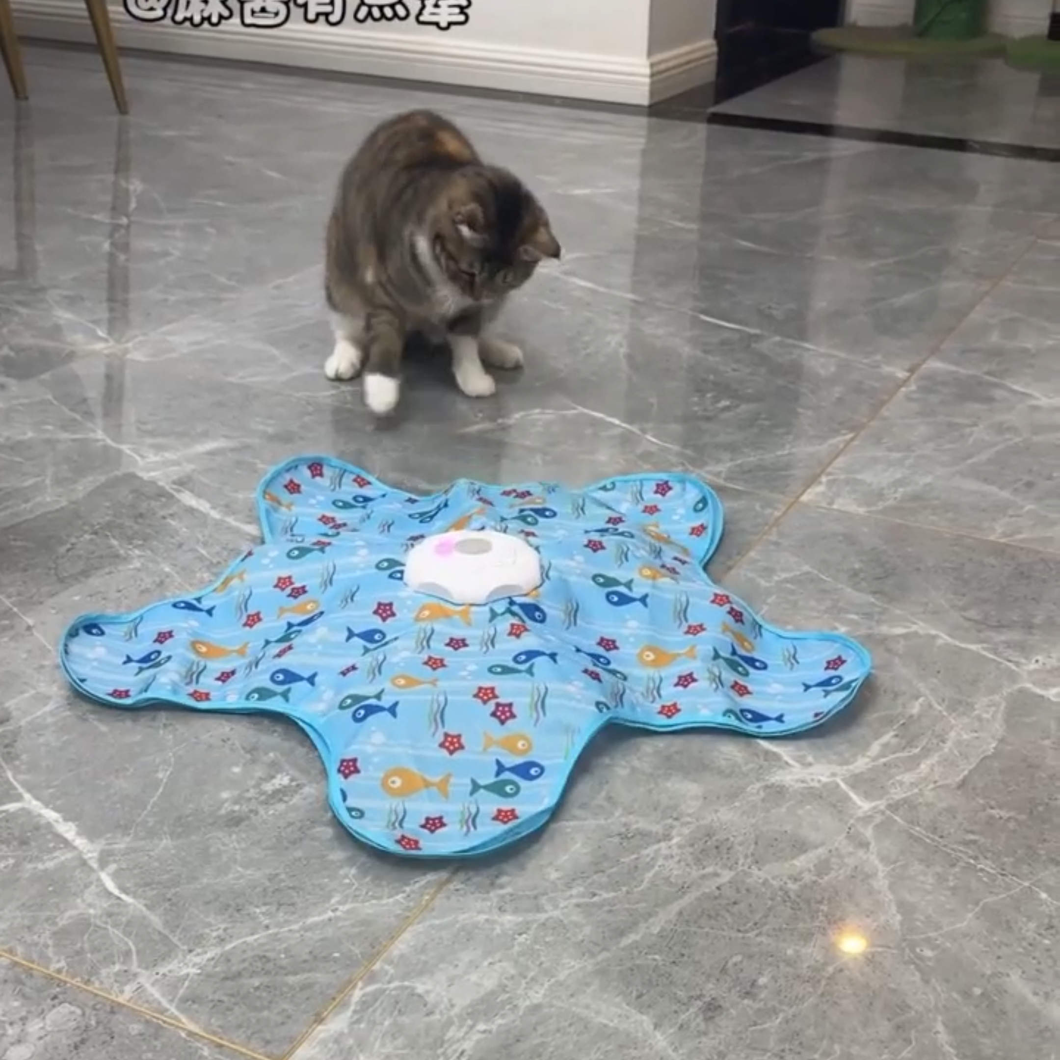亚马逊新款自动逗猫器猫咪躲藏捕猎罩宠物解闷自嗨耐玩游戏玩具