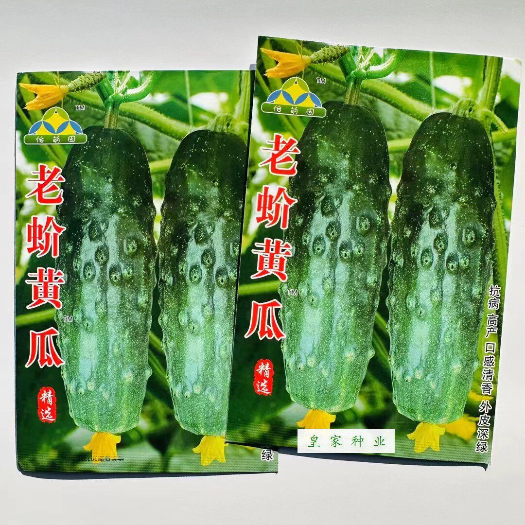 老蚧黄瓜种子甜脆爽口刺瘤大且密深绿色水果旱黄瓜种子老介黄瓜籽