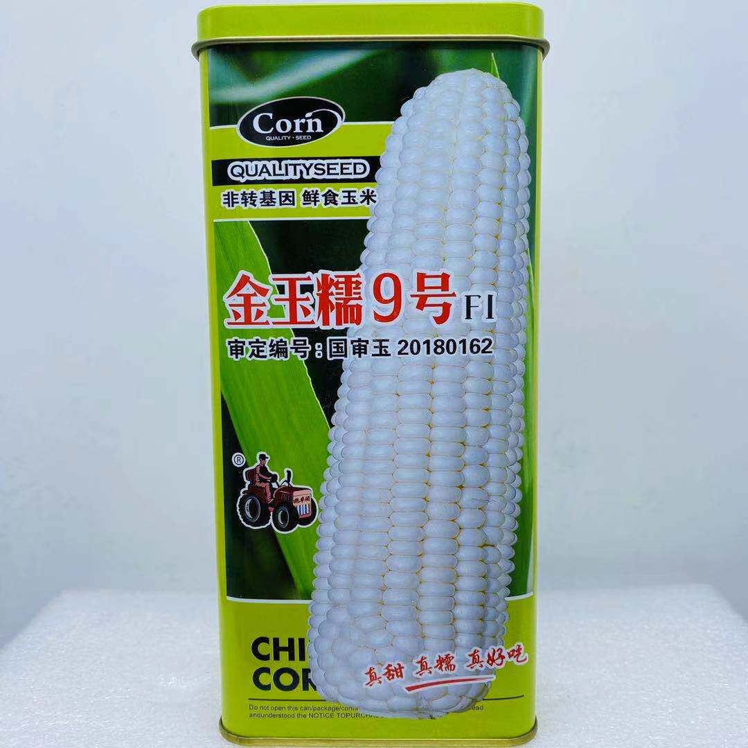 国审玉米种子金玉糯9号甜加糯白玉米种籽鲜食甜糯玉米籽春秋高产